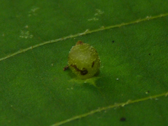 Caryomyia viscidolium