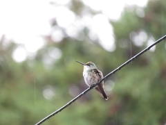 Saucerottia cyanocephala