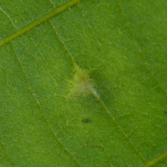 Caryomyia viscidolium