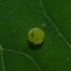 Caryomyia viscidolium