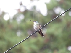 Saucerottia cyanocephala