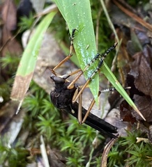 Diogmites platypterus