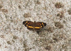 Anthanassa ptolyca ptolyca