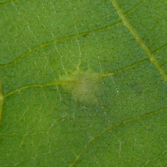 Caryomyia viscidolium