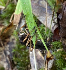 Diogmites platypterus