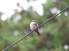 Saucerottia cyanocephala
