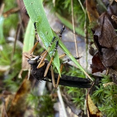 Diogmites platypterus