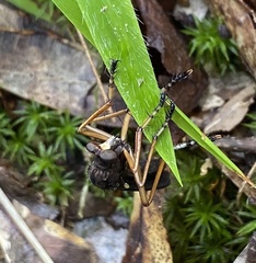 Diogmites platypterus
