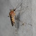 Aedes canadensis - Photo (c) Jason M Crockwell, algunos derechos reservados (CC BY-NC-ND), subido por Jason M Crockwell