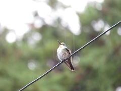 Saucerottia cyanocephala