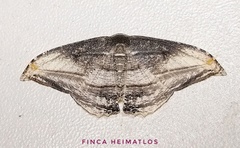 Morphomima fulvitacta