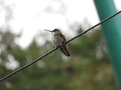 Saucerottia cyanocephala