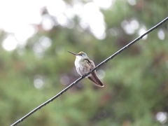 Saucerottia cyanocephala