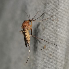 Aedes canadensis
