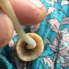 Mycena galericulata