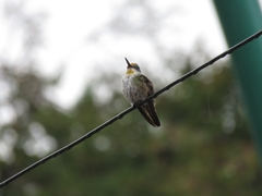 Saucerottia cyanocephala