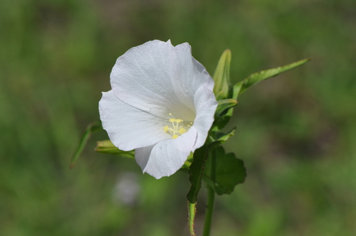 Cienfuegosia humbertiana image