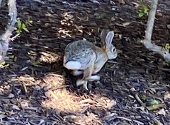 Sylvilagus audubonii