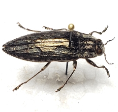 Texania campestris