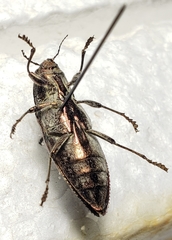 Texania campestris