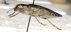Texania campestris