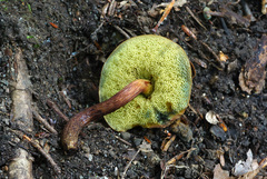 Boletellus chrysenteroides