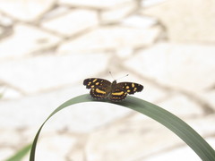 Anthanassa ptolyca ptolyca