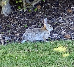 Sylvilagus audubonii