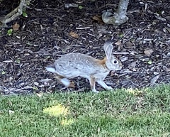 Sylvilagus audubonii