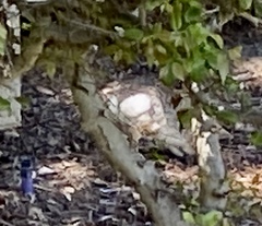 Sylvilagus audubonii