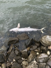 Scomberomorus cavalla