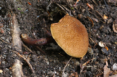 Boletellus chrysenteroides