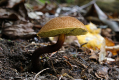 Boletellus chrysenteroides