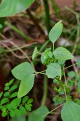 Acalypha mexicana
