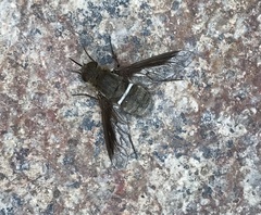 Exoprosopa rostrifera