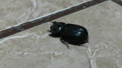 Phileurini