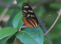 Mechanitis polymnia lycidice