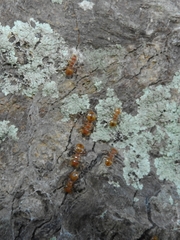 Cephalotes clypeatus