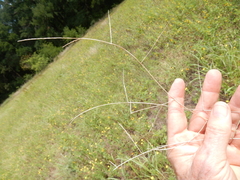 Schedonnardus paniculatus