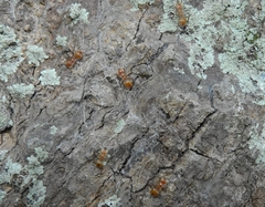 Cephalotes clypeatus