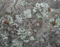 Cephalotes clypeatus