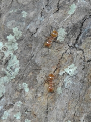 Cephalotes clypeatus