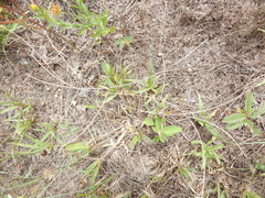 Schedonnardus paniculatus