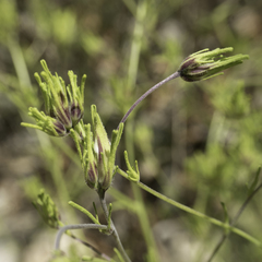 Cordylanthus rigidus rigidus