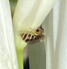 Halictus tripartitus