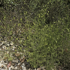 Cordylanthus rigidus rigidus