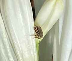 Halictus tripartitus