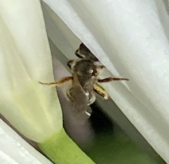 Halictus tripartitus