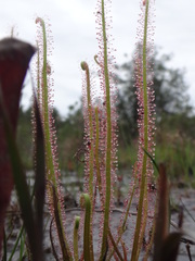 Drosera filiformis