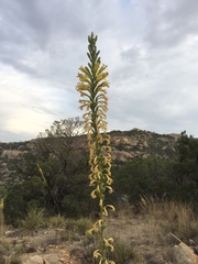 Agave schottii
